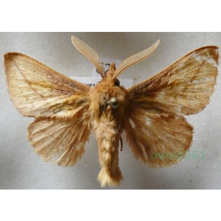 Euthrix potatoria (Linnaeus, 1758) male Barczatka napójka Czech62k